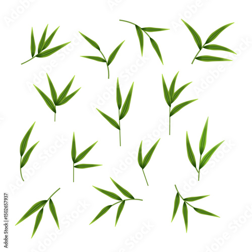 Decorative set of fresh greenery. Bamboo stems, twigs and leaves