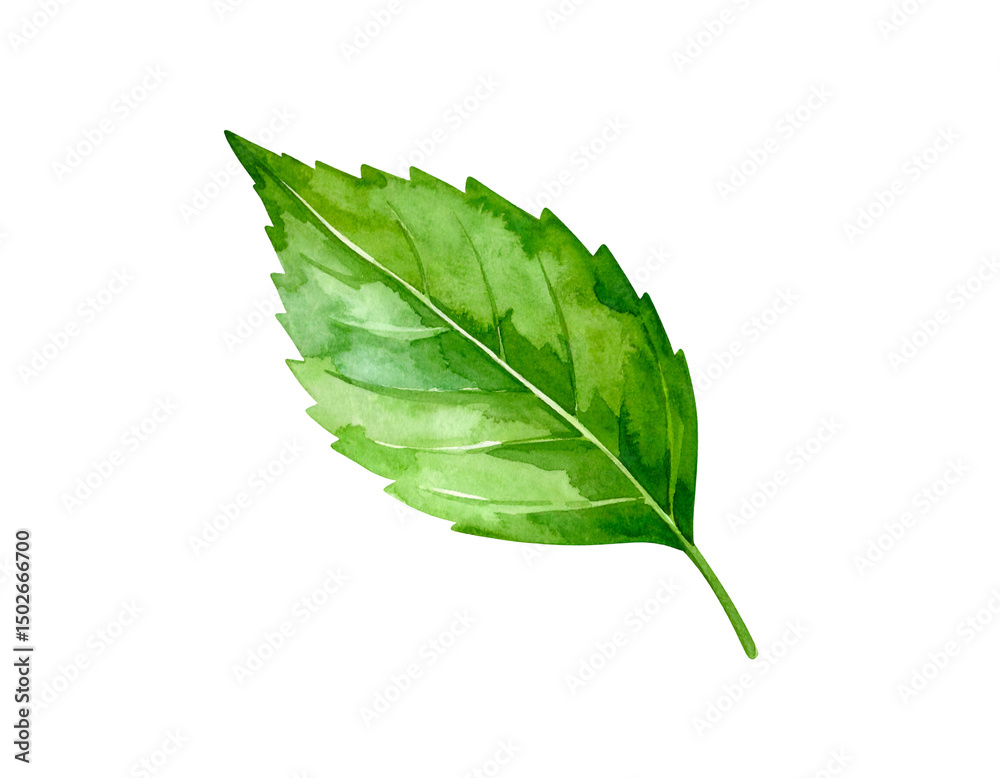 Obraz premium Watercolor painting of a vibrant green leaf, detailed veins and edges