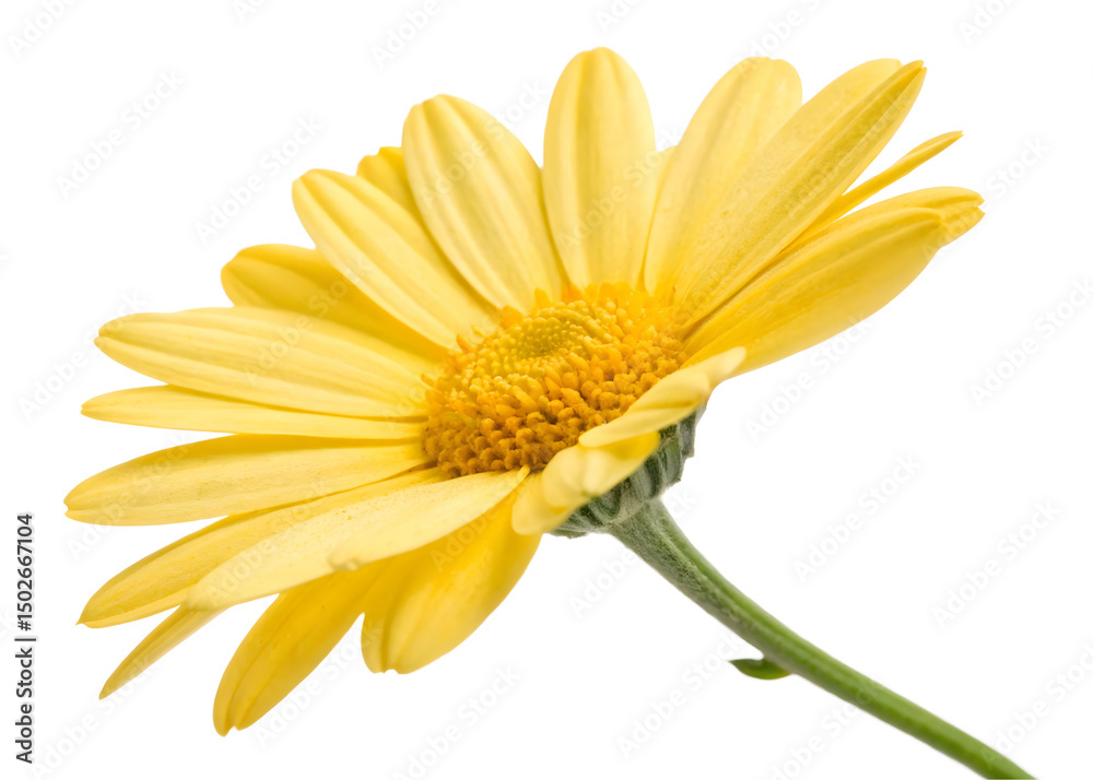Fototapeta premium Yellow gerber daisy isolated