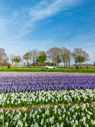 Wallpaper Mural Aerial view of vibrant tulip fields in full bloom stretching along a calm canal, with farmland and green pastures under a soft morning sky in the Dutch countryside. Torontodigital.ca