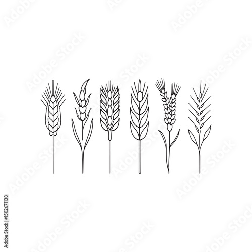 Minimalist Wheat Plant Outline Vector for Branding