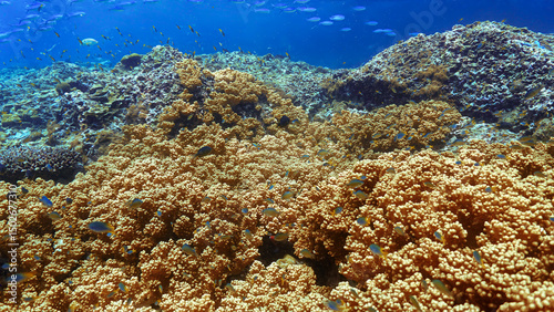 Fototapeta Naklejka Na Ścianę i Meble -  Underwater photo of soft coral reef scenic landscape. From a scuba dive in Koh Lanta, Andaman Sea, Thailand.