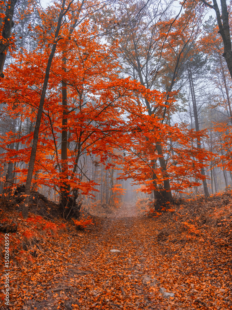 Fototapeta premium colorful autumn forest in the mist