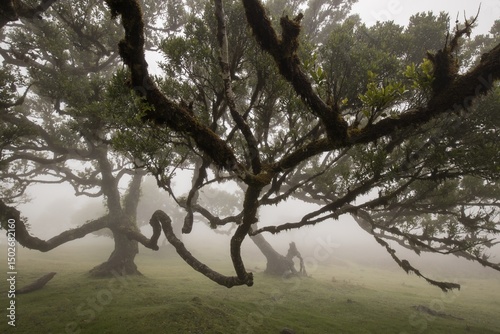 Wallpaper Mural Mystic tree in fog on Fanal, Madeira, Portugal Torontodigital.ca