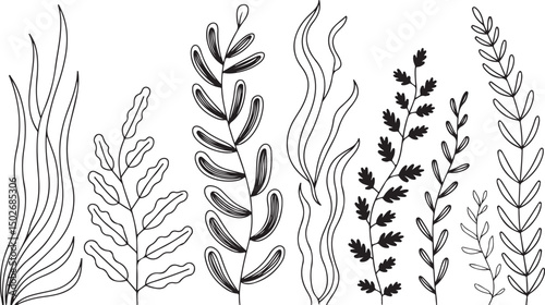 Hand-Drawn Seaweed and Aquatic Plant Line Art – Black and White Underwater Botanical Vector Set