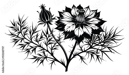 Nigella and love in a mist flowers with feathery bracts