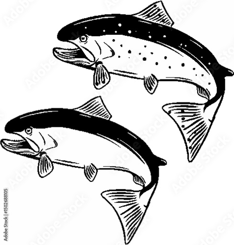 Salmon fish on white backgrou...