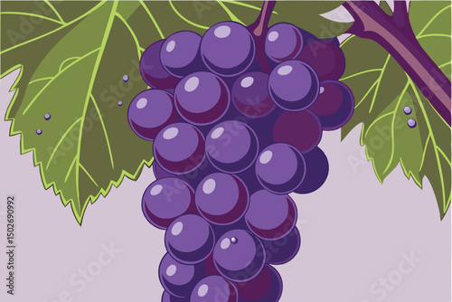 Purple Grapes on Vine Botanical Fruit Illustration with Green Leaves