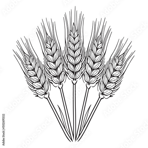 Vector illustration of triticale cereal crop outline drawing