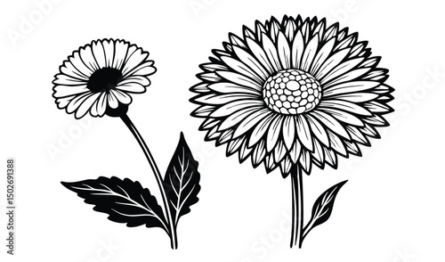 Papery xerochrysum and everlasting daisy floral design