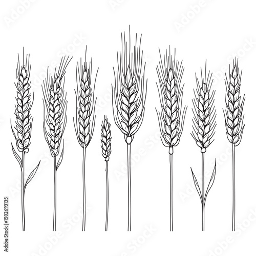 Vintage Style Wheat Sketch Line Art for Posters