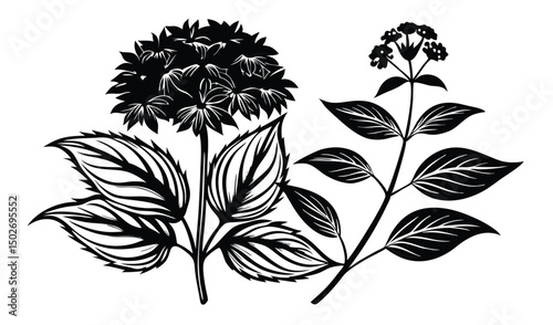 Eupatorium and joe pye weed botanical illustration