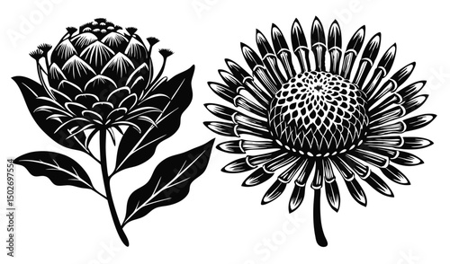 Leucospermum and pincushion protea flowers spiky botanical illustration