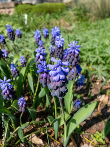 Grape hyacinth (Muscari latifolium). At the top are the light blue, below are dark purple-blue flowers in early spring