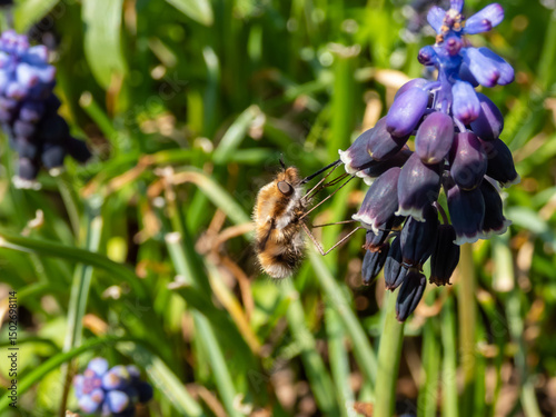 Large or greater bee fly (Bombylius major) feeding on the nectar from flowers of Grape hyacinth (Muscari anatolicum) flowering with rich blue flowers in spring