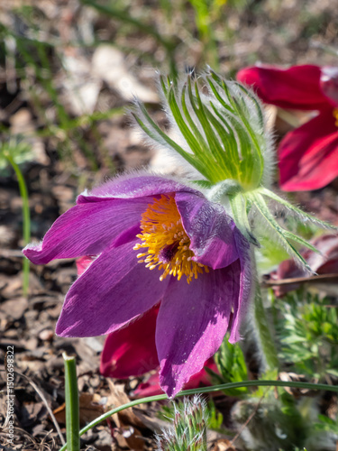 Red Pasque Flower or Red Meadow Anemone- Pulsatilla rubra with large bell-shaped red flowers with golden yellow stamens on short stems in early spring