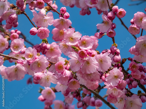 Cherry blossom or japanese pink sakura flowering with pink flowers in spring