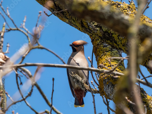 Bohemian waxwing (Bombycilla garrulus) with grey plumage, black markings, pointed crest sitting on a branch of a tree