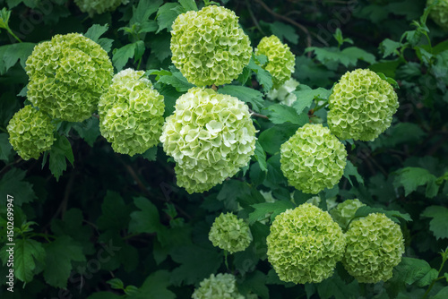 Vibrant Viburnum buldenezh blooms in lush green setting