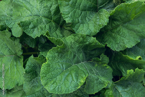Close-up view of greater burdock leaves, nature texture photo