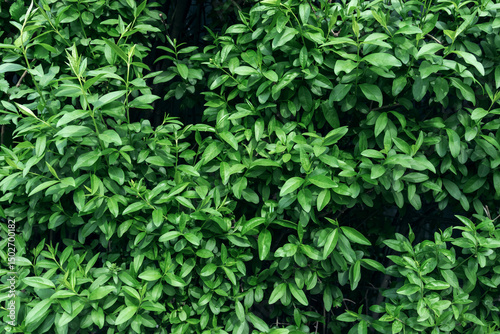 Dense leaves of wild privet filling the frame