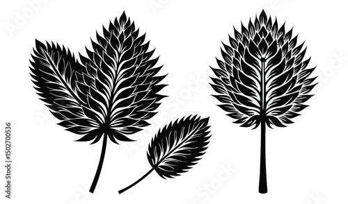 Feathery plume flowers ptilotus and mulla mulla botanical illustration
