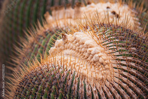 Close up of cactus texture and spines photo