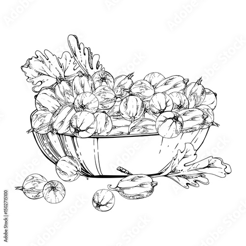 Gooseberry Currant berries leaves in glass bowl hand drawn in vector ink, ripe picked harvest, lingonberry huckleberry juneberry. Isolated illustration. Dessert menu, cookbook, farmers market grocery