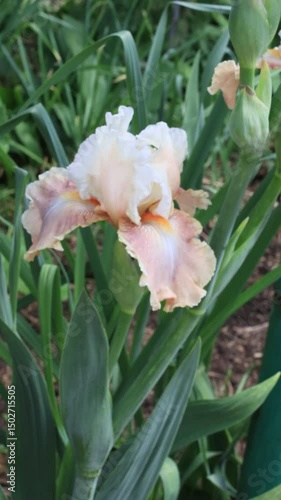 flowers irises beautiful spring day in the garden close-up