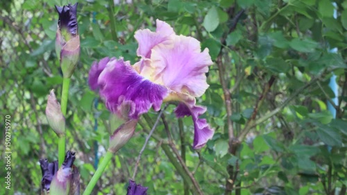flowers irises beautiful spring day in the garden close-up