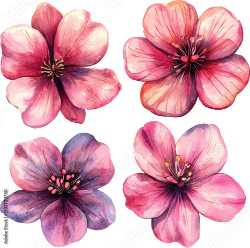 Fototapeta Naklejka Na Ścianę i Meble -  pink sakura flower watercolor illustration painting art drawing 