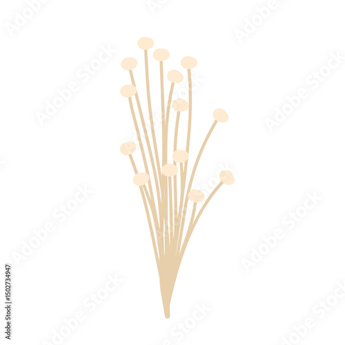 Flat design Hand drawn Enoki mushroom illustration. Illustration of edible Enoki mushroom plant 