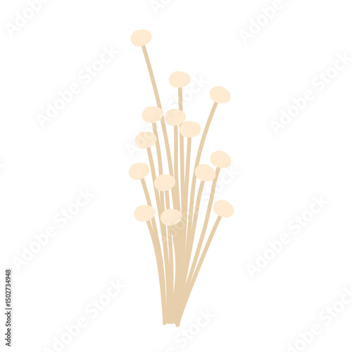 Flat design Hand drawn Enoki mushroom illustration. Illustration of edible Enoki mushroom plant 