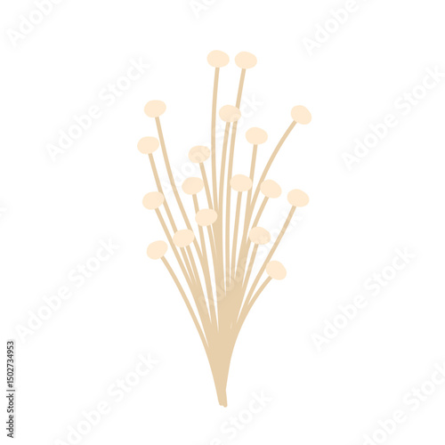 Flat design Hand drawn Enoki mushroom illustration. Illustration of edible Enoki mushroom plant 