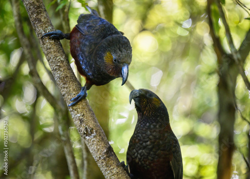 Two New Zealand Kakas perched on tree branches. Wellington. photo