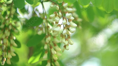 Black locust, robinia pseudoacacia tree in blossom. Slow motion focus shot of white petals. Spring, nature background
