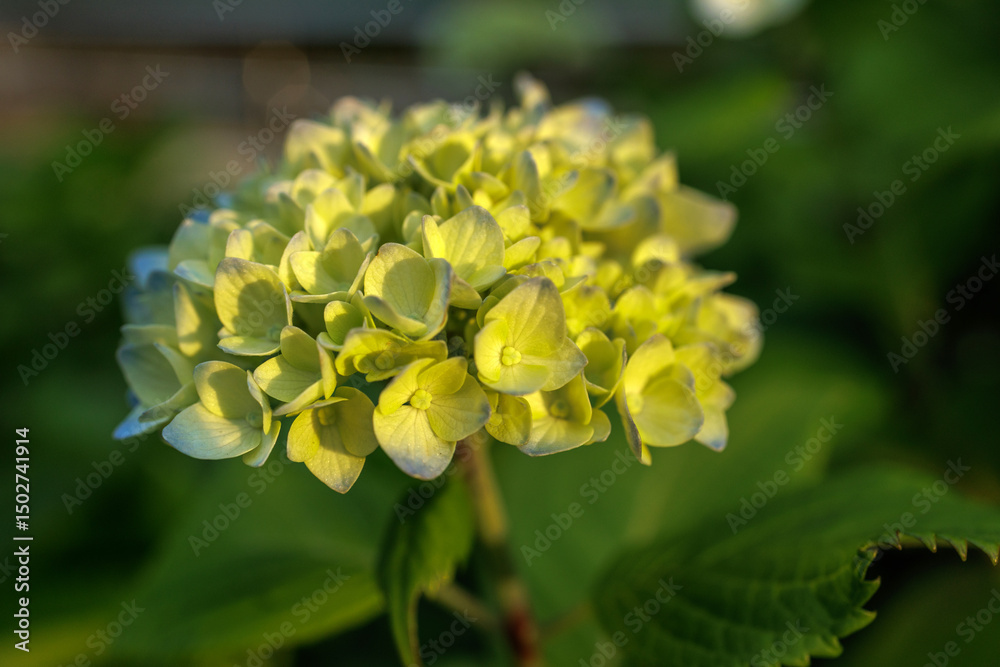 Obraz premium Young hydrangea flower's soft yellow hues take on vivid yellow color under illumination of golden hour sunlight,showcasing details and natural beauty of the flower cluster against a bokeh background.