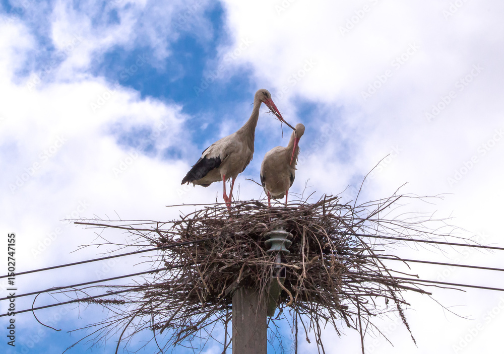 Fototapeta premium Two storks stand in a large, spreading nest on top of a concrete pole wrapped in wires. 