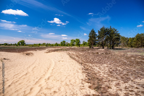 Fototapeta Naklejka Na Ścianę i Meble -  White Mountains Inland Dunes, Wielkopolska Province, Poland	