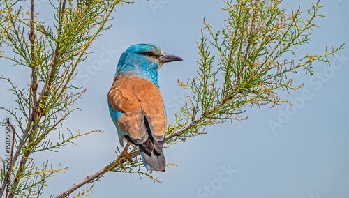 The European Roller (Coracias garrulus) is a summer migrant species in Türkiye. It is seen almost everywhere in the country in summer.