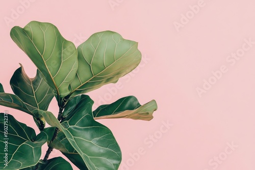 Lush green fiddle-leaf fig leaves against soft pink photo