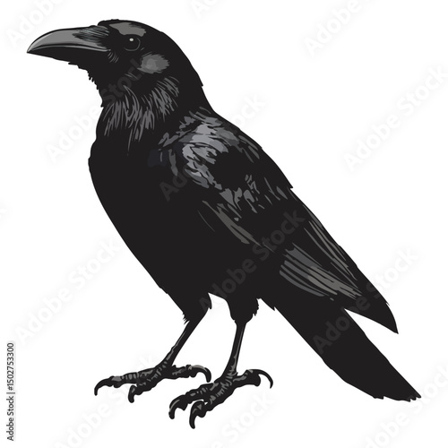 crow, animal, vector, transparent background, raven, nature, wildlife, feather, beak, isolated, wing, wild