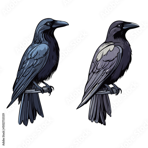 crow, animal, vector, transparent background, raven, nature, wildlife, feather, beak, isolated, wing, wild