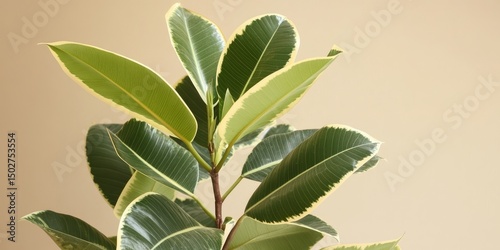 Close-up of a Fiddle Leaf Fig plant with variegated leaves against a beige wall