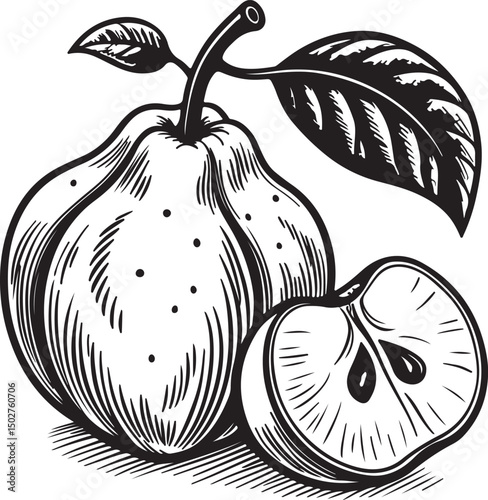 Quince Fruit Vector Illustration, Sketch Drawing Line Linear Symbol Icon Engraving Coloring Book, Hand-drawn Black and White Isolated