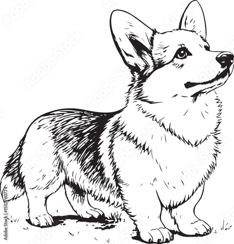 Welsh Corgi Vector Illustration, Sketch Drawing Line Linear Symbol Icon Engraving Coloring Book, Hand-drawn Black and White Isolated