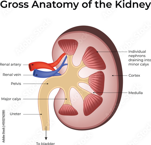 Gross Anatomy of the Human Kidney Design Vector Illustration