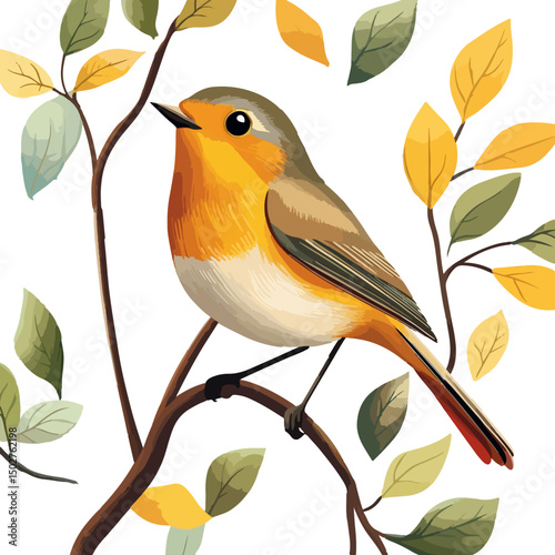 robin, erithacus rubecula, animal, vector, transparent background, beak, bird, nature, isolated, wildlife, feather, birds, feathers, cute, twitter, wing