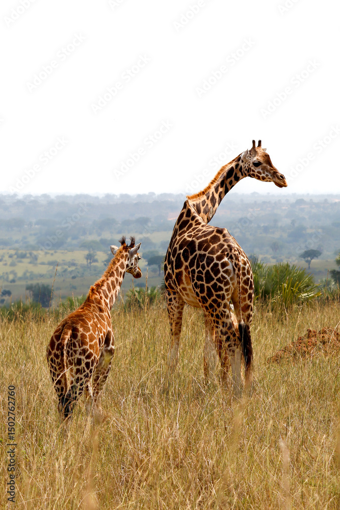 Fototapeta premium giraffe in the savannah, Murchison Falls Uganda