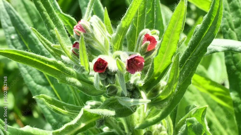 Lungwort, Pulmonaria officinalis.
It is a garden and medicinal plant. Early honey plant. Expectorant and emollient for mucous membrane infections.
Lungwort, Pulmonaria officinalis.
It is a garden and medicinal plant. Early honey plant. Expectorant and emollient for mucous membrane infections.